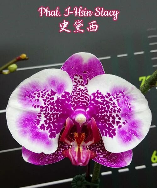 Крашеные орхидеи. Орхидеи дома. I hsin stacy орхидея. Orchid записи. Orchid записи.