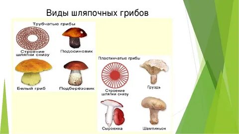 Трубчатые грибы рисунок