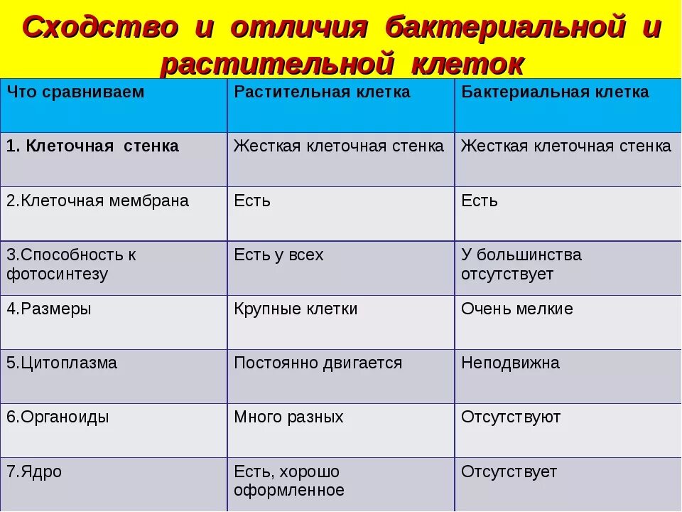 Различия строения клеток. Сравнение клеток растений и бактерий. Сравнение растительной и бактериальной клетки таблица. Сравнение клеток растений и бактерий 5 класс биология. Сравнить клетку растений и бактерий.