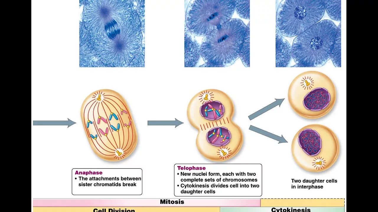 Деление клетки. Mitosis chromosomes. Анаплазматическое деление клетки. Канадская клетка. Нарушения деления клеток
