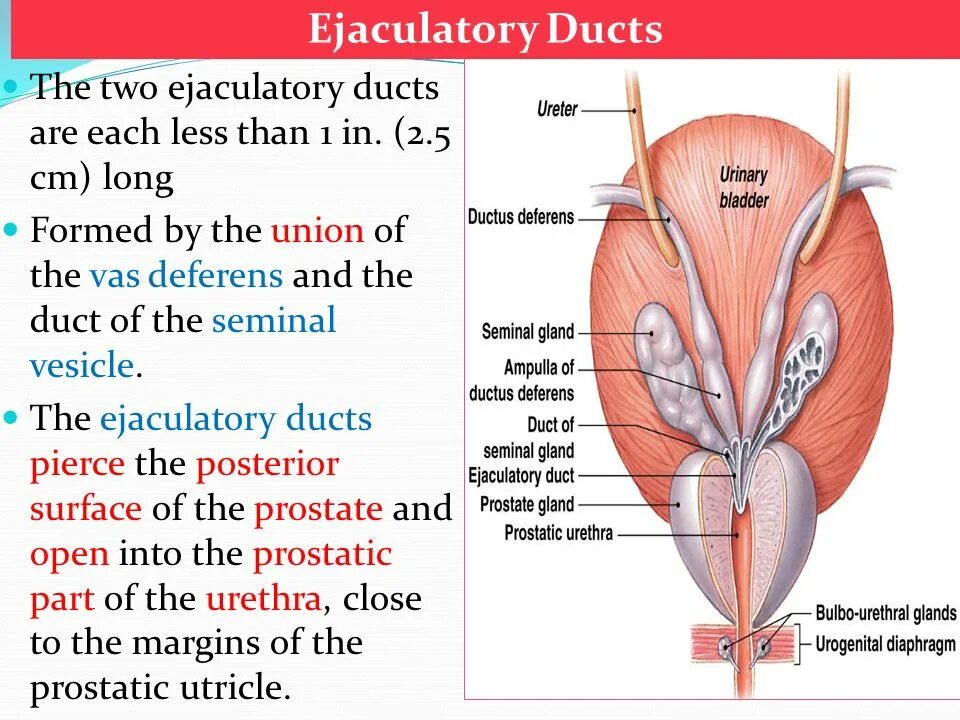 Prostate gif