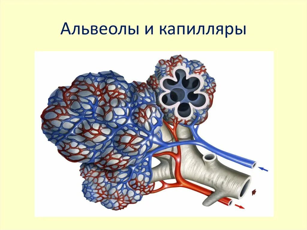 Воздух поступает в альвеолы. Альвеолы. Капилляры альвеол. Альвеолы это. Альвеола и легочные капилляры.