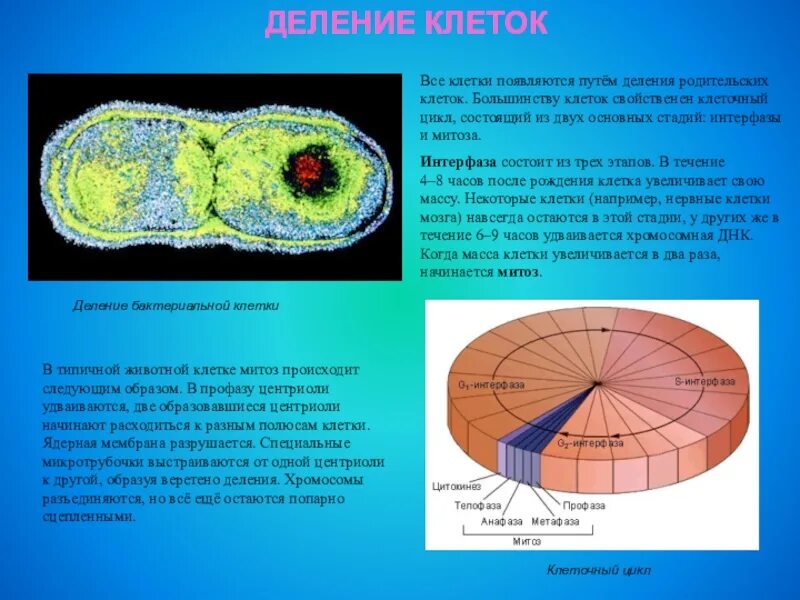 Клеточный цикл состоит из. Механизм раковой клетки схема. Бинарное деление организмы. Как делится клетка. Большинство клеток делится.