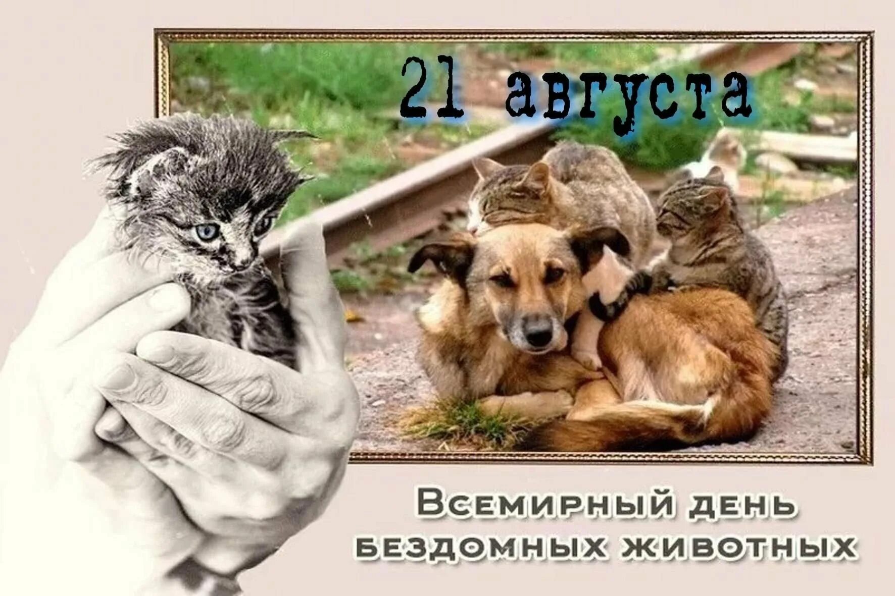 День защиты бездомных. День бездомных животных. международный день бездомных животных. 20 августа всемирный день бездомных животных. всемирный день защиты бездомных животных 2025.