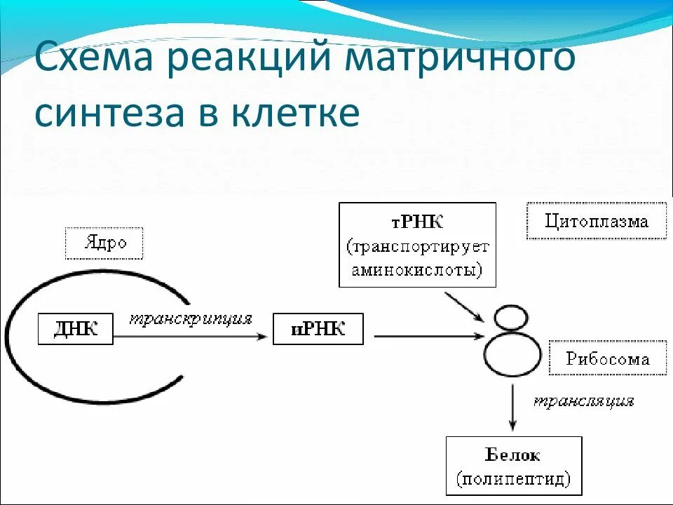 Реакции матричного типа. Реакции матричного синтеза схема. схема процесса синтеза белка в клетке. реакции матричного синтеза схема синтез белка. схема матричного синтеза белка.