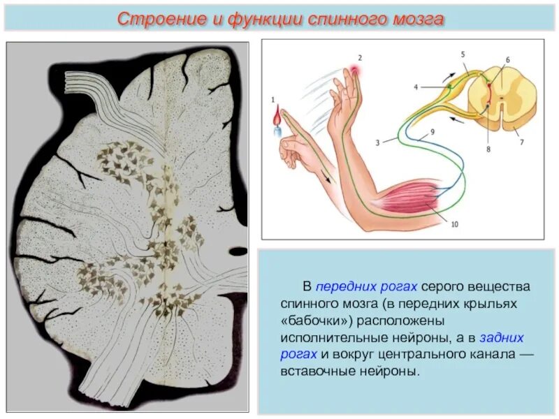 Поражение передних рогов. Тела нейронов в сером веществе спинного мозга. Серое вещество и белое вещество спинного мозга. Строение спинного мозга Нейроны. Серое вещество мозга это спинного мозга.