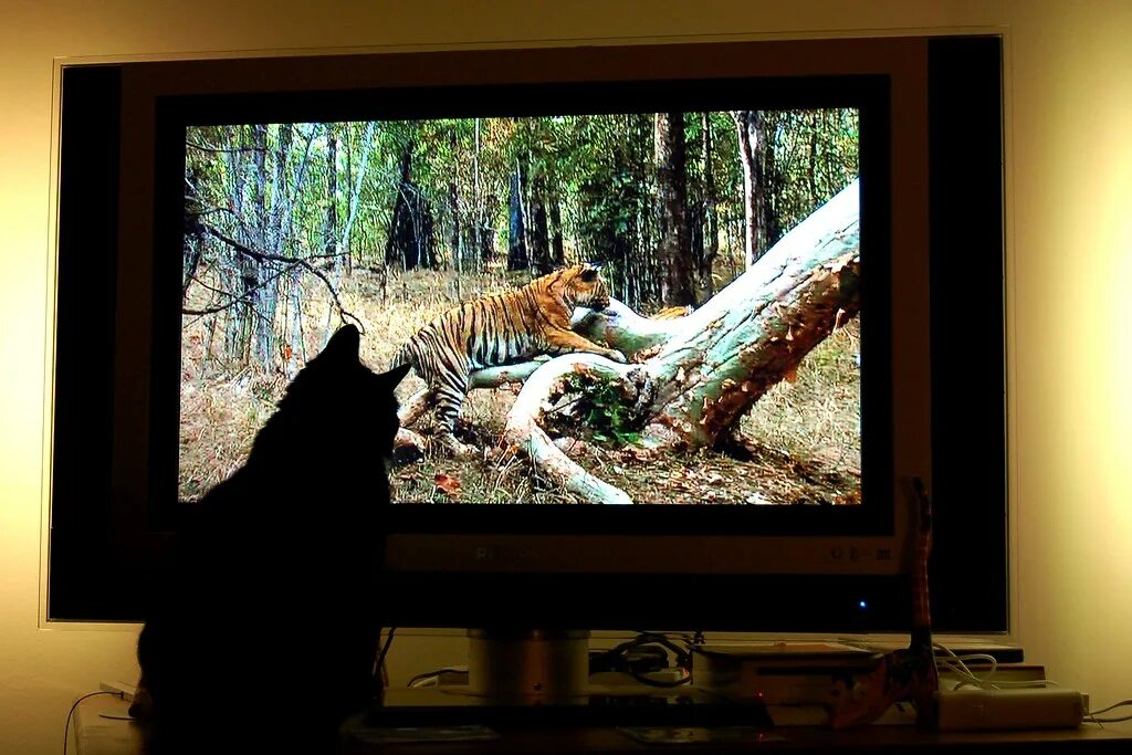 Включи на телевизоре животных. Животные и телевизор. Животное в телевизоре. В мире животных телевизор. Кот на телевизоре.