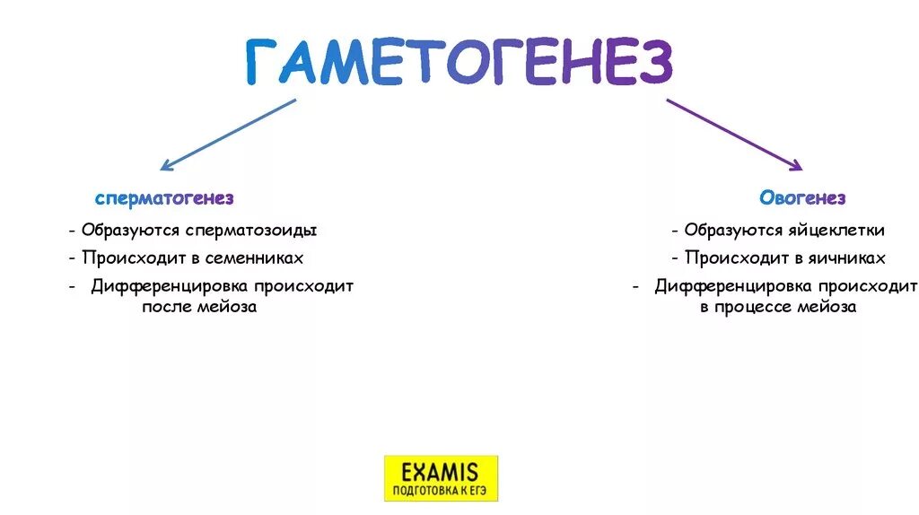 Гаметогенез. Гаметогенез определение. Гаметогенез и его периоды кратко. Биология гаметогенез таблица. Гаметогенез строение