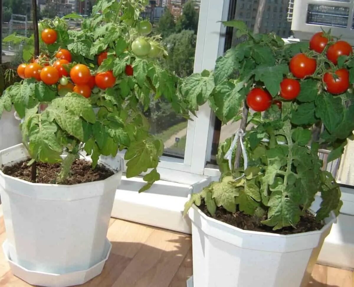 Помидоры на подоконнике выращивание из семян. Помидоры для балкона и подоконника сорта. Большие помидоры. Огурцы и помидоры на балконе. Домашние помидоры на подоконнике.