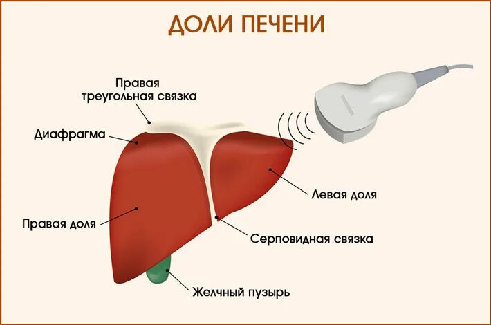 Укажите доли печени. Доли печени. Строение печени анатомия доли.