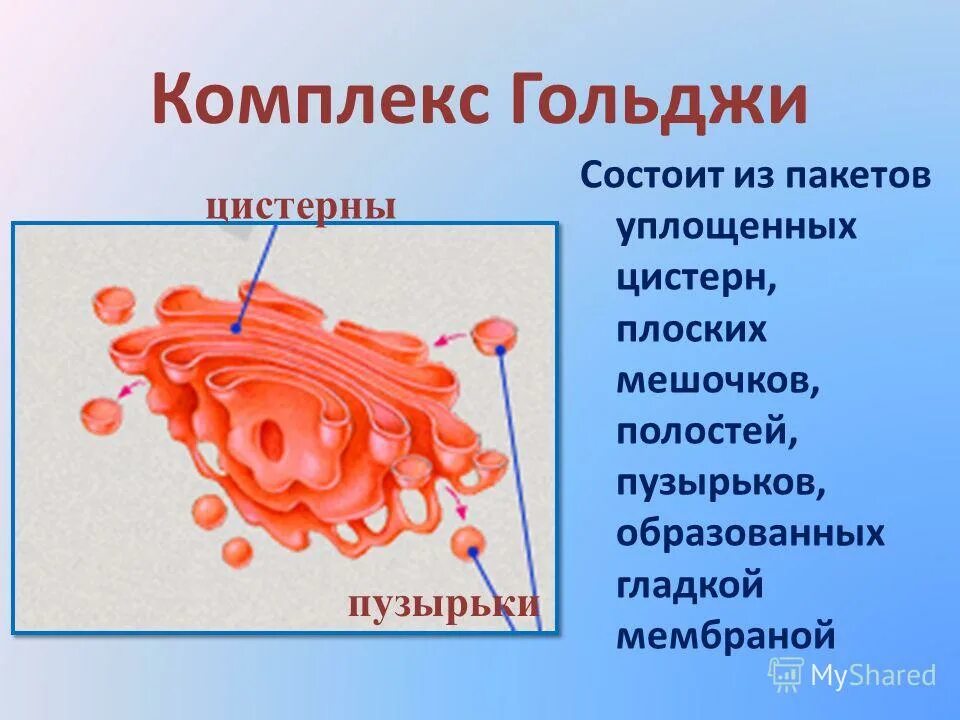 Комплекс гольджи функции органоида. Комплекс гольджи представляет собой. Состоит из цистерн и пузырьков. Состоит из цистерн и пузырьков. Аппарат гольджи канальцы.