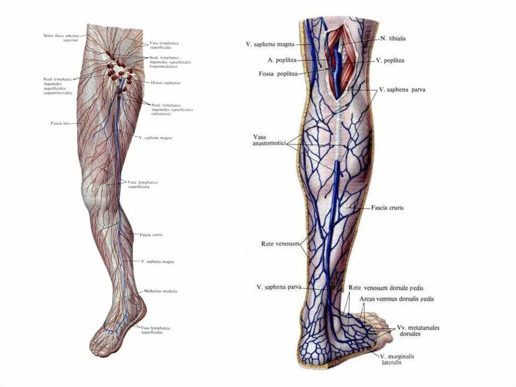 Карта вен нижних конечностей. Суральная Вена нижних конечностей анатомия. Большая подкожная Вена ноги (Vena saphena Magna). Большая подкожная Вена ноги топография. Вена сафена Магна анатомия.