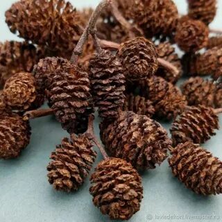 Маленькие шишки