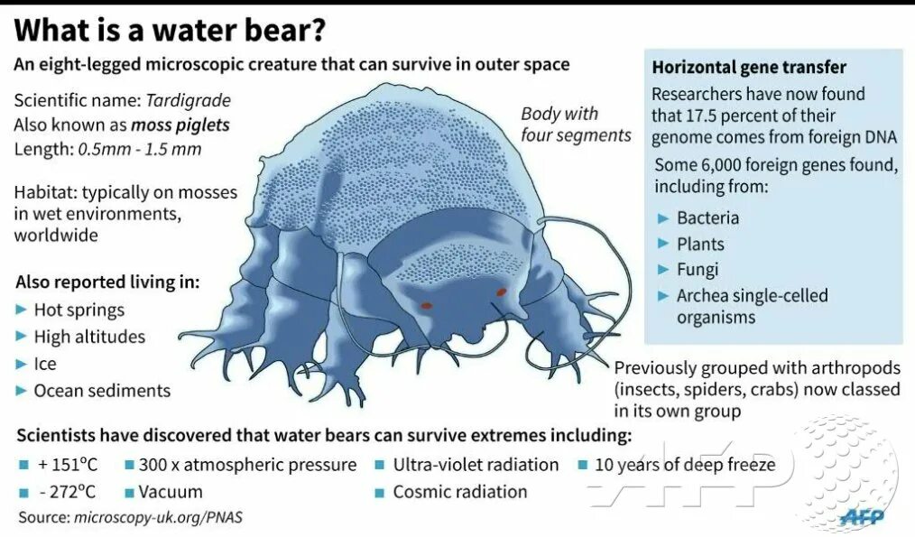 Bear перевод. Tardigrade перевод. Tardigrade Inferno Википедия. Moss Piglets перевод. Under bear перевод