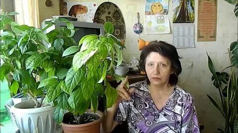 Клеродендрум обрезка и пересадка