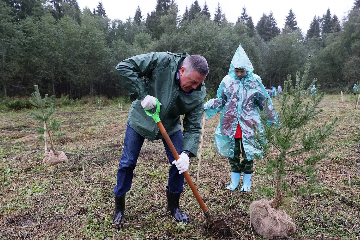 Посадили 150 деревьев. Высадка деревьев в лесу. высадка леса. посадка леса. лесовосстановление.