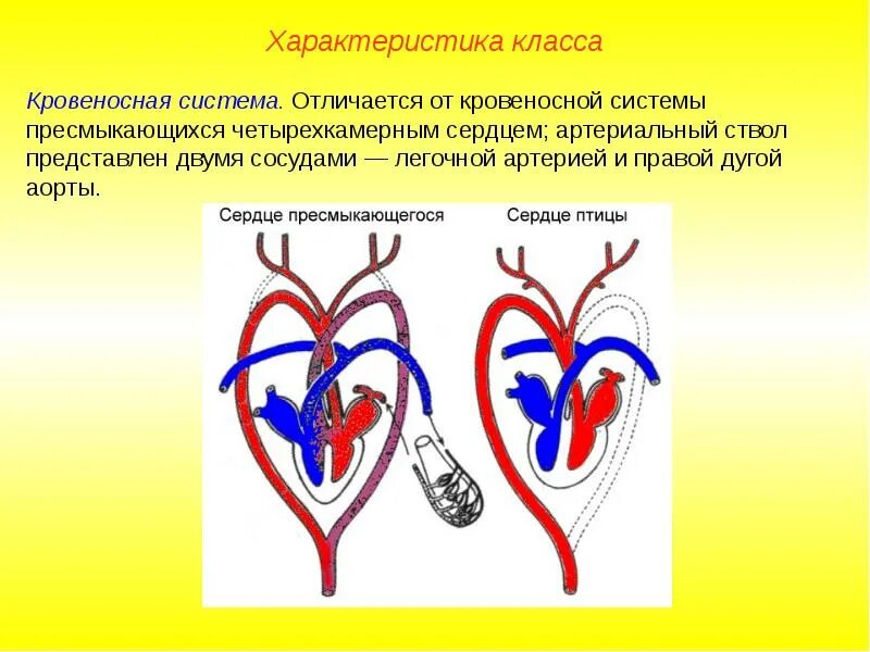 Отделы сердца пресмыкающиеся. Кровеносная система пресмыкающихся схема. Артериальная система рептилий. Эволюция кровеносной системы у пресмыкающихся. Кровеносная система у птиц пресмыкающихся и млекопитающих.