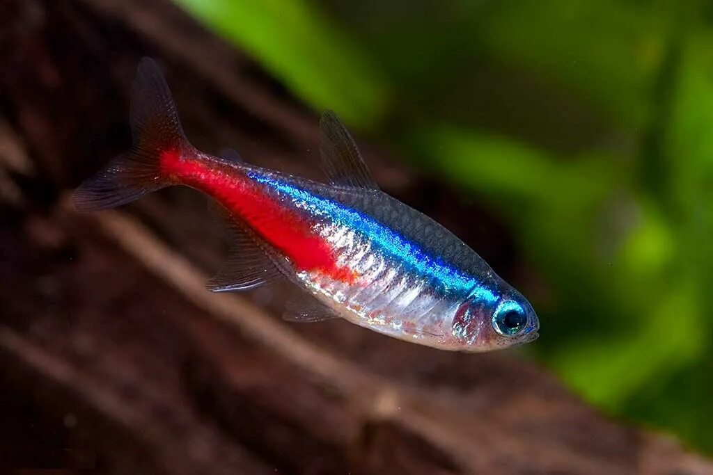 Красный неон рыбка аквариумная. Неонов красных. Неон красный рыбка. Неон голубой аквариумная рыбка. Неончики аквариумные рыбки.