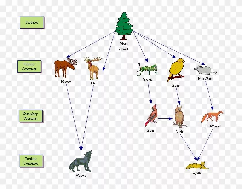 Составить цепи питания тайги. Схема пищевой цепи тайги. Цепь питания в тайге. Пищевая цепочка животных тайги. Пищевая цепь тайги.