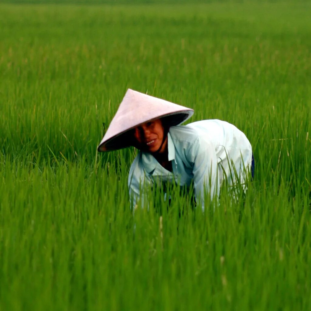 They rice in the fields