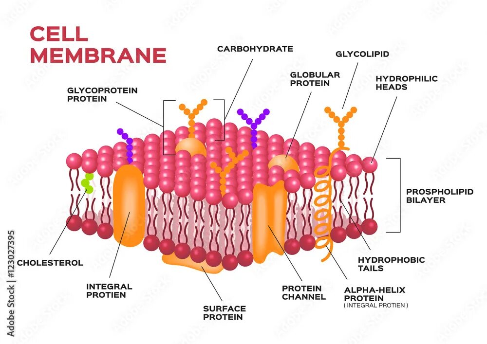 Membrane перевод. Холестерин в мембране клетки. cell membrane. cell membrane structure. холестерол в мембране.