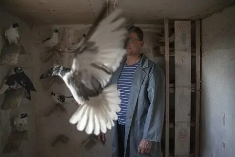 Хозяин голубей