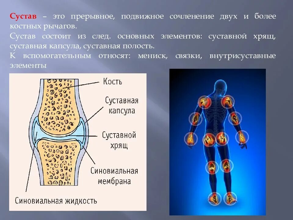 Какие функции выполняют суставные хрящи. Суставной хрящ и суставная капсула. сустав состоит из. из чего состоит сустав. строение и функции суставного хряща.