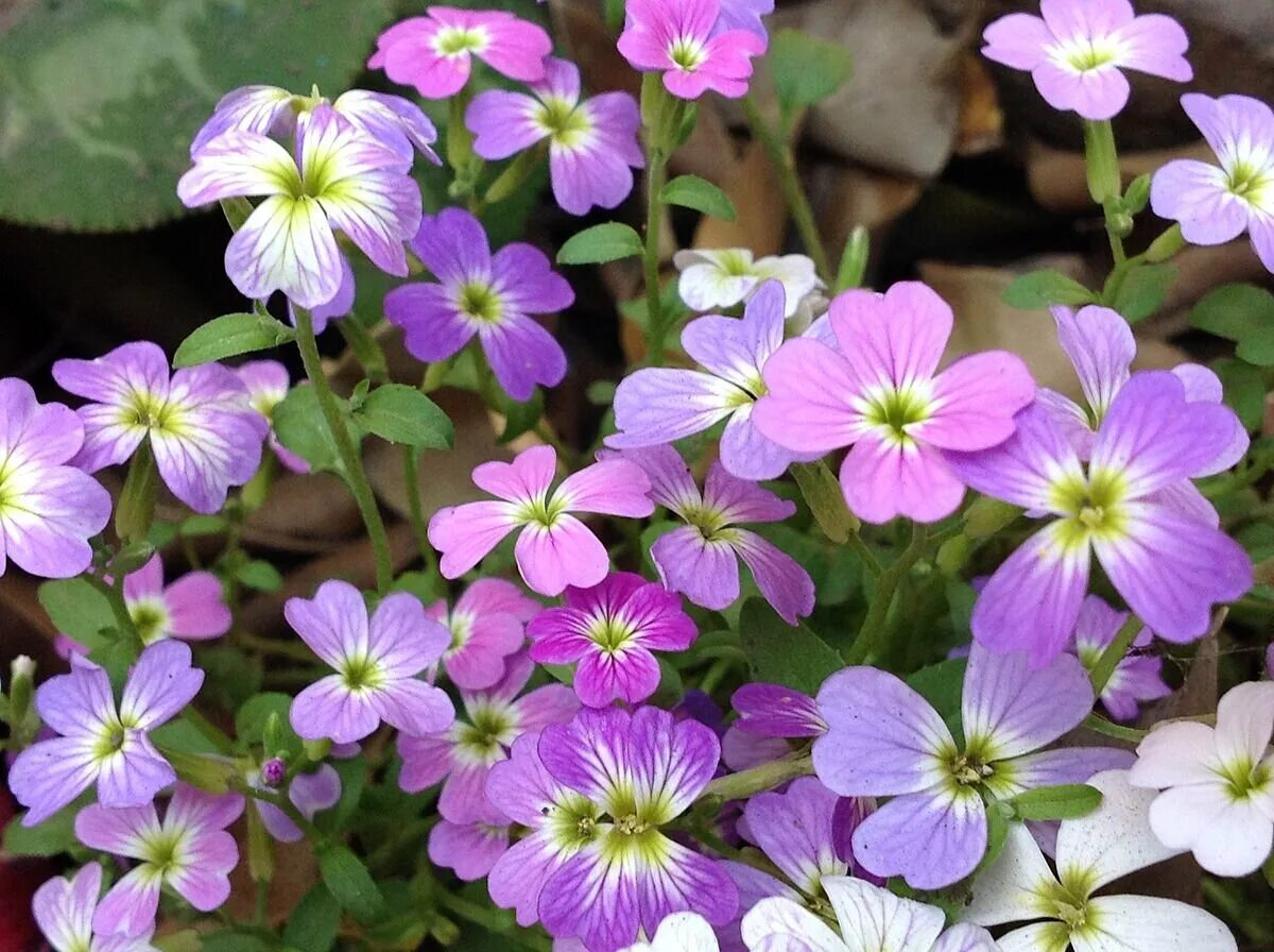 Малькольмия. Малькольмия Приморская (Malcolmia maritima)…. Малькольмия Приморская Вирджиния. Малькольмия Африканская. Малькольмия цветок.