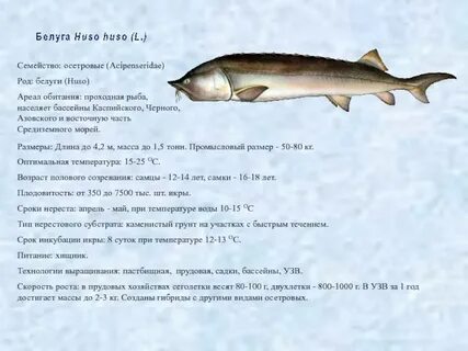 Известно что русский осетр крупная проходная рыба