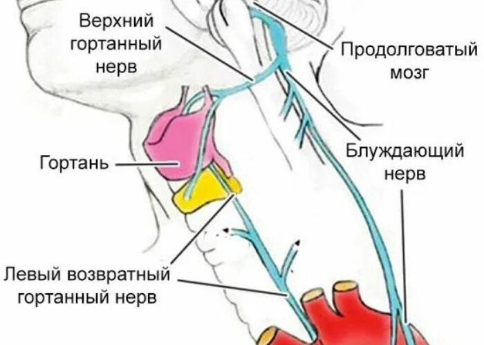 Как можно снять зажатость блуждающего нерва Неврология LiveJournal