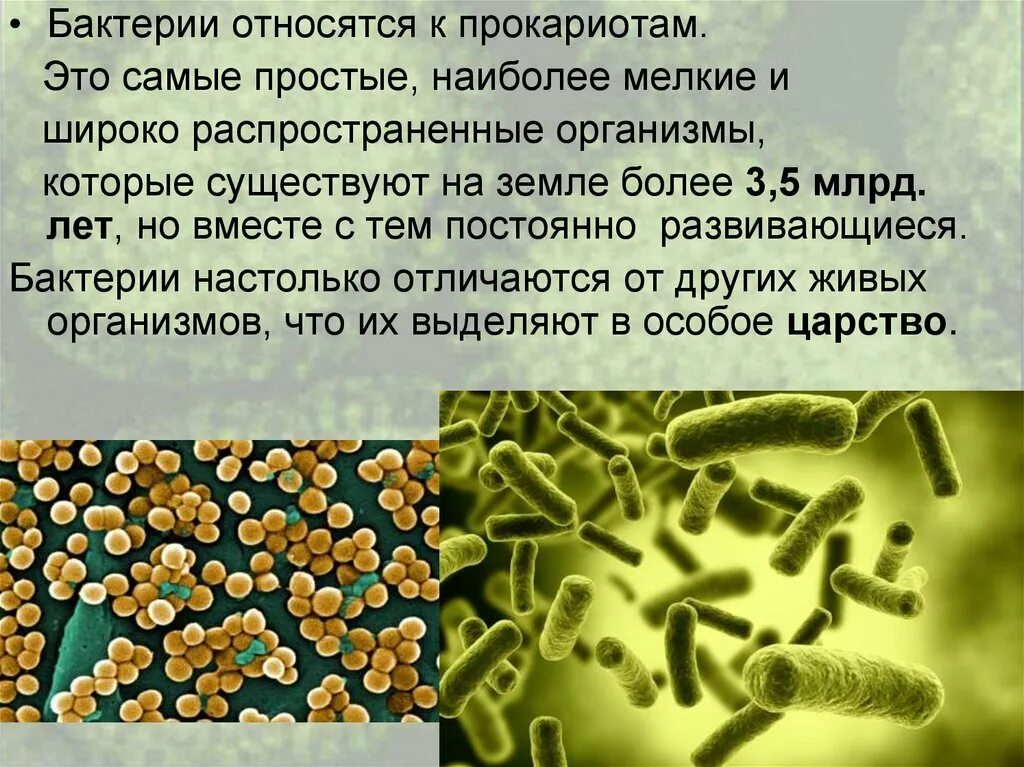 Бактерии относятся к прокариотам. Что относится к бактериям. Царство бактерий. Организмы относящиеся к бактериям. Почему бактерии считают