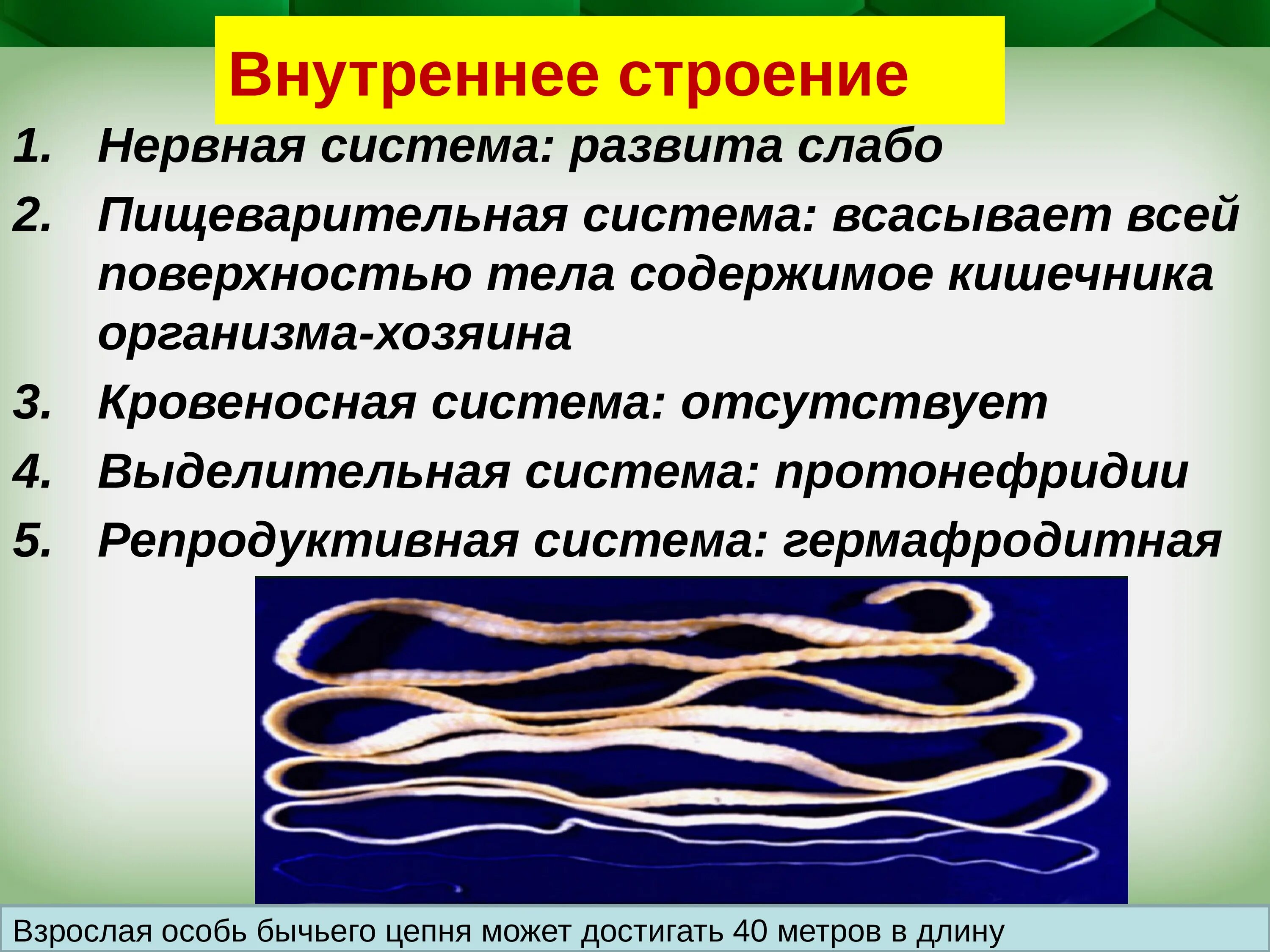 Бычий цепень замкнутая кровеносная система. Нервная система бычьего цепня. Цепень кровеносная система. Отсутствие кровеносной системы у бычьего цепня.