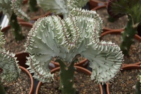 Cacti 2