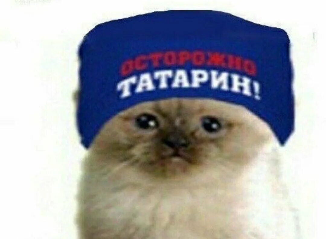 Кот в шапке мем. Кот в шапке мем