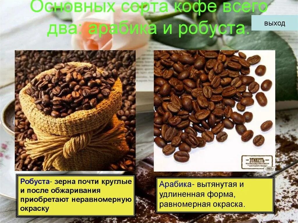 Как отличить робусту от арабики зерно внешне. Кофе арабика и робуста. сорта кофейных зерен. кофе робуста в зернах. форма зерна арабики и робусты.