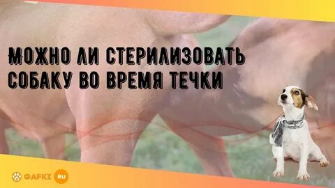 Можно ли делать собаке прививку при течке