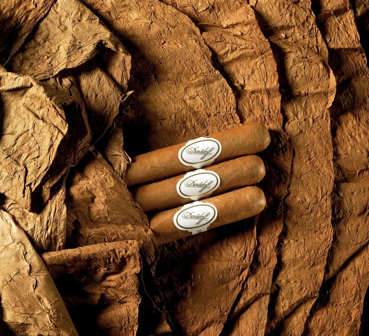 Табачный лист. Табачный лист сигара. Листья табака. Табачные плантации сигары.