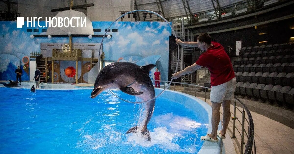 Дельфинарий Дельфиния Новосибирск. Зоопарк Новосибирск дельфинарий. Новосибирский дельфинарий и океанариум. Дельфинарий Новосибирск Дельфиния снаружи.
