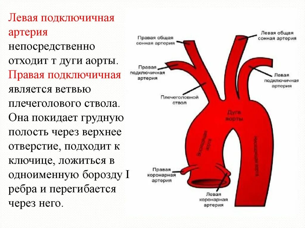 Сосуды дуги аорты анатомия. 1 Сегмент подключичной артерии справа. Ветви дуги аорты сонной артерии. Строение восходящего отдела аорты.