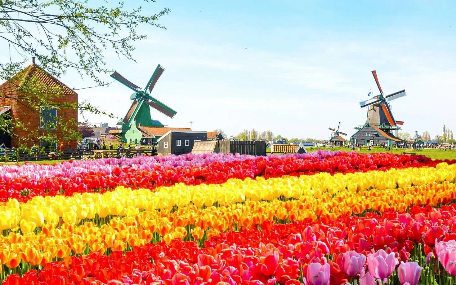 Королевский парк цветов - keukenhof. Амстердам цветение тюльпанов. Цвет нидерландов. Нидерланды парк цветов кейкенхоф 2020. Парад цветов в аалсмеере (голландия).