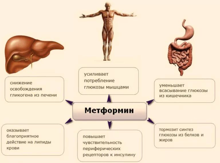 Время калечит печень. Метформин механизм действия схема. Схема действия метформина. Механизм действия метформина схема. Эффекты метформина.