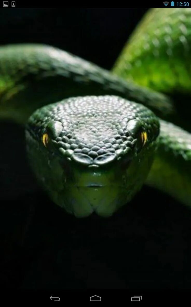 Черная змея год. Красивая змея. Морда змеи. Зеленая змея. Черная змея с зелеными глазами.