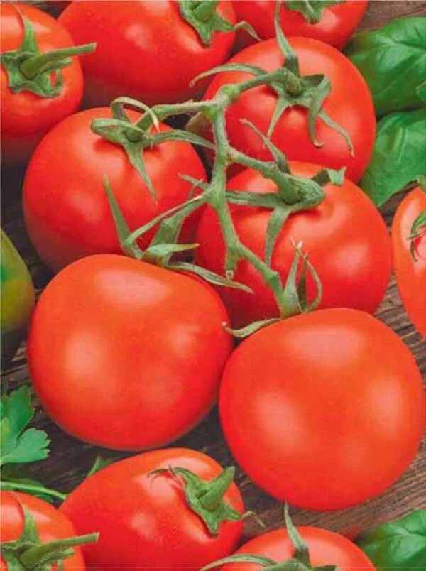 Томат сорт мичуринский. Томат сорт мичуринец. Томат мичуринский розовый. Томат мичуринский. Томат сорт мичуринский.