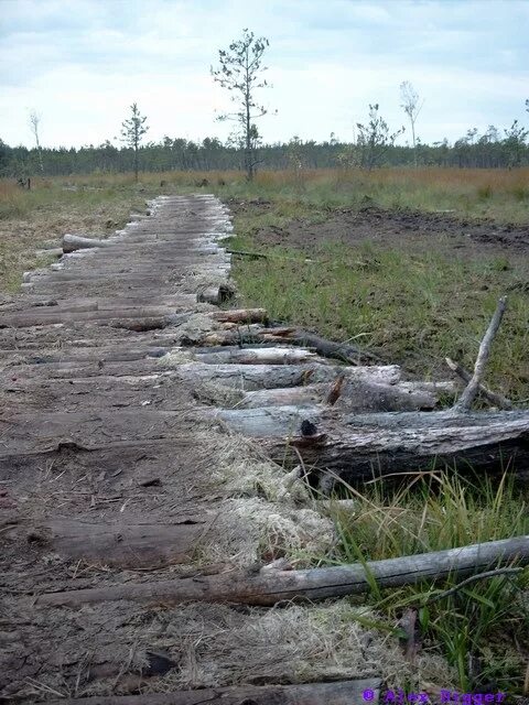 Гать. Дорога через болото. Дорога в топи. Осударева дорога карелия. Автодорога через болото.