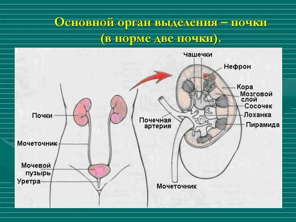 Парные органы выделения. Основные органы выделения. Главный орган выделения. Почка – главный выделительный орган.