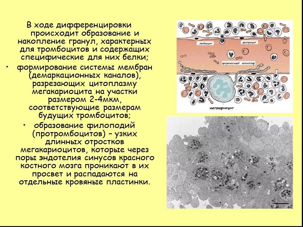 Гранулы тромбоцитов содержат. Демаркационные мембраны тромбоциты. Мегакариоциты образование тромбоцитов. Строение тромбоцитов. Мегакариоциты гранулы.