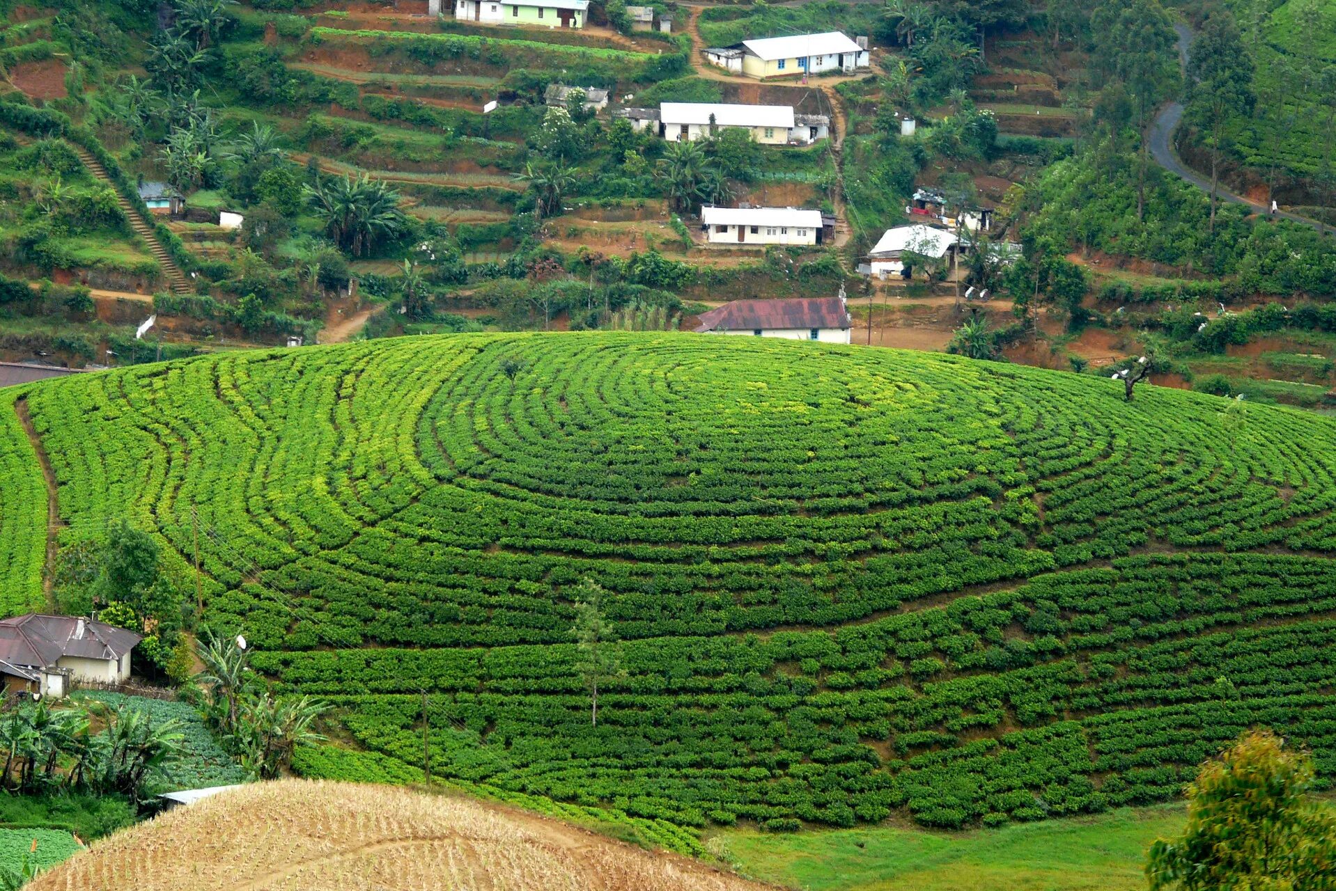 Ветка чайного дерева. Непал чайные плантации. Склон чайного дерева геншин. Чайное дерево манука. Склон чайного дерева геншин.