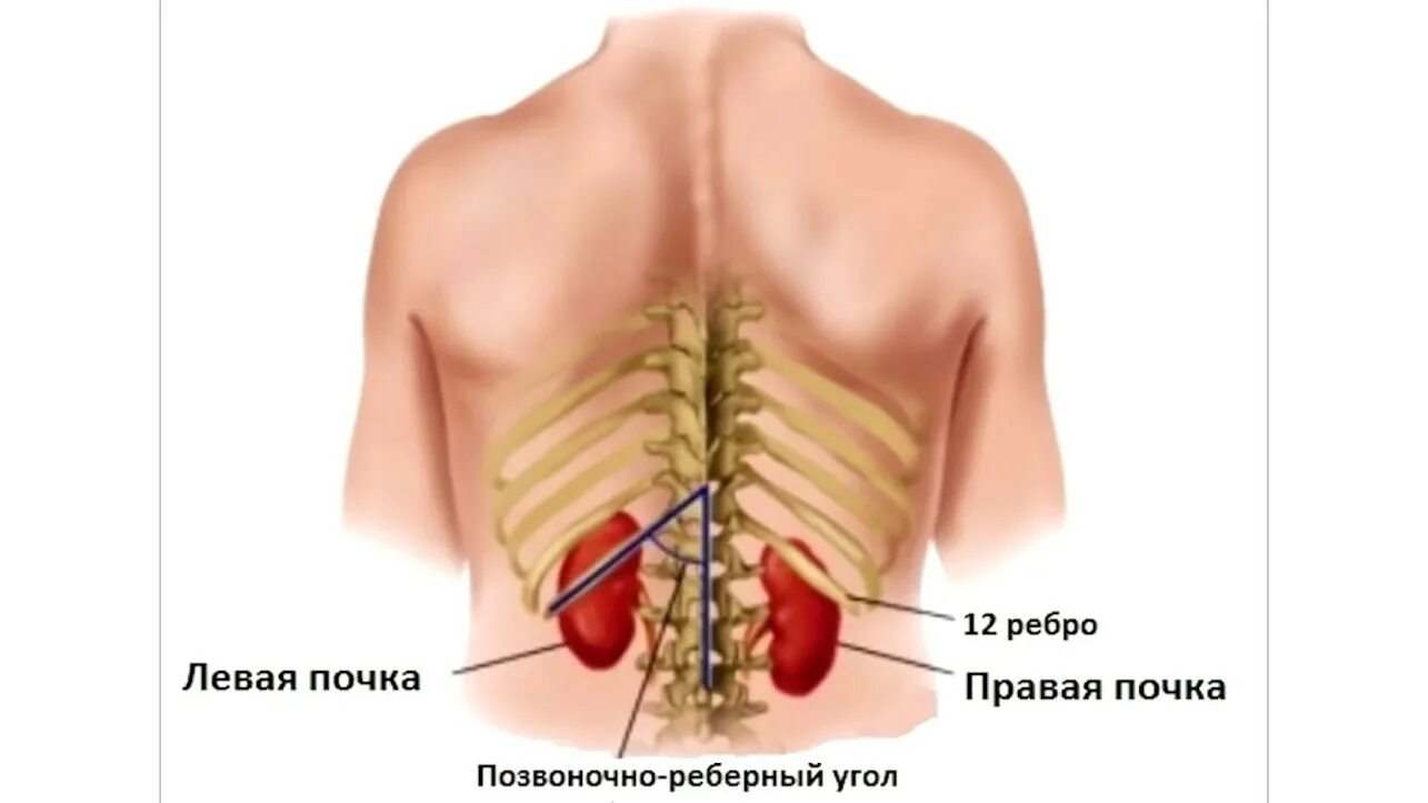 Печень ниже реберной дуги. Анатомия человека почки расположение. Почки в организме человека расположены. Расположение почек со спины.