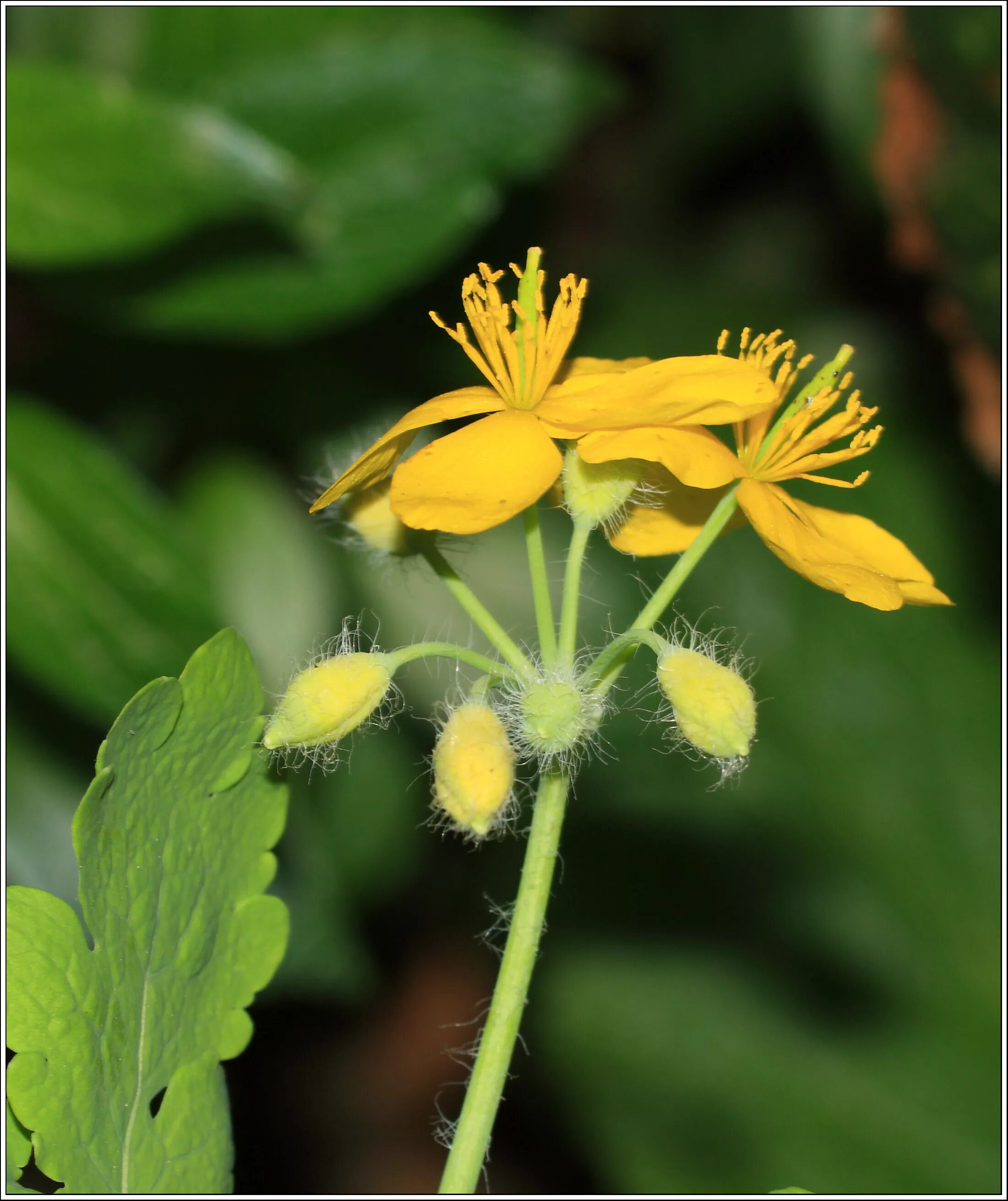 Chelidonium majus. Чистотел трава. Чистотел Луговой. Чистотел бородавник.