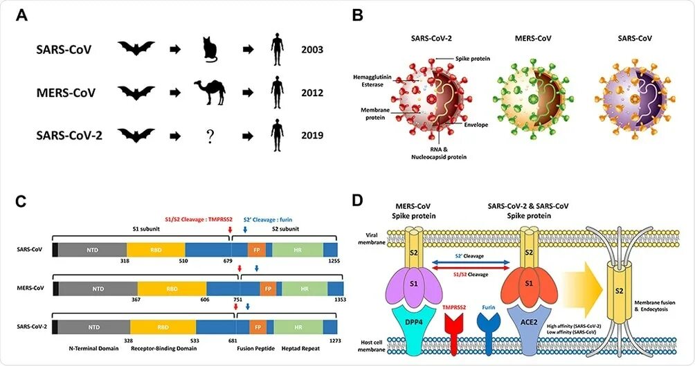 Вирус сарс группа патогенности. SARS-cov-2 строение. Вирус SARS-cov-2. Коронавирус mers-cov. Вирус mers-cov.